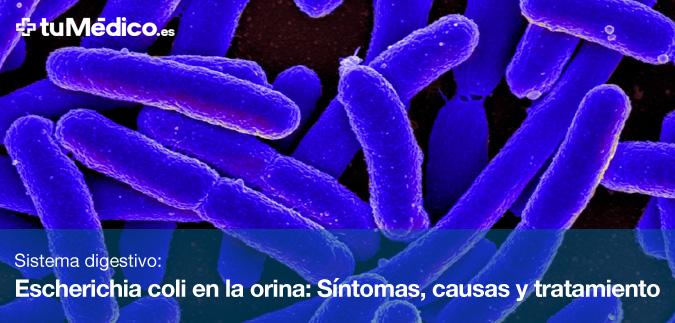 Escherichia coli en la orina: Sntomas, causas y tratamiento